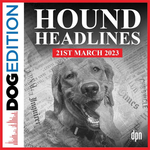 Hound Headlines 3/21/23 | Dog Edition #88 - podcast episode cover