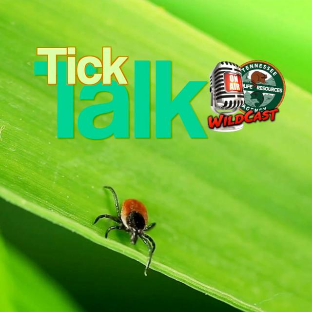 TW 381 - Tick Talk - podcast episode cover