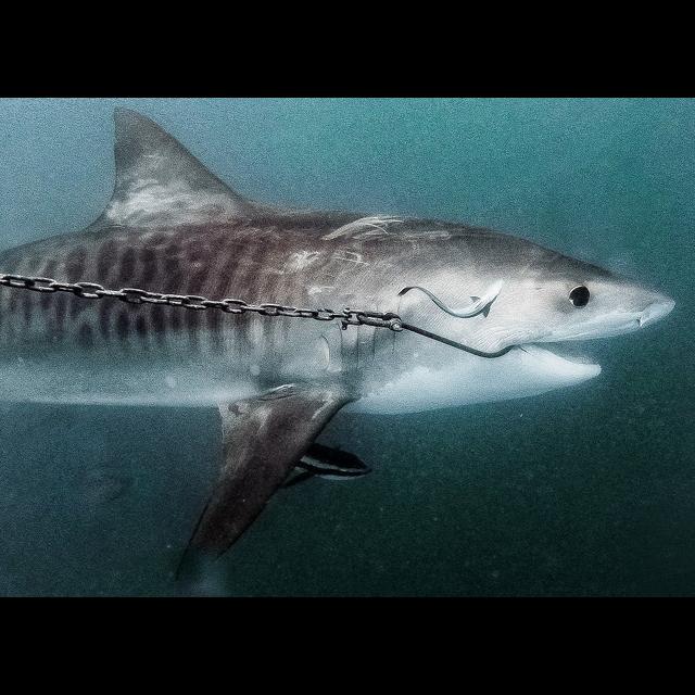 Episode 163: Envoy:Cull Filmmakers & Australia's Shark Control Program - podcast episode cover