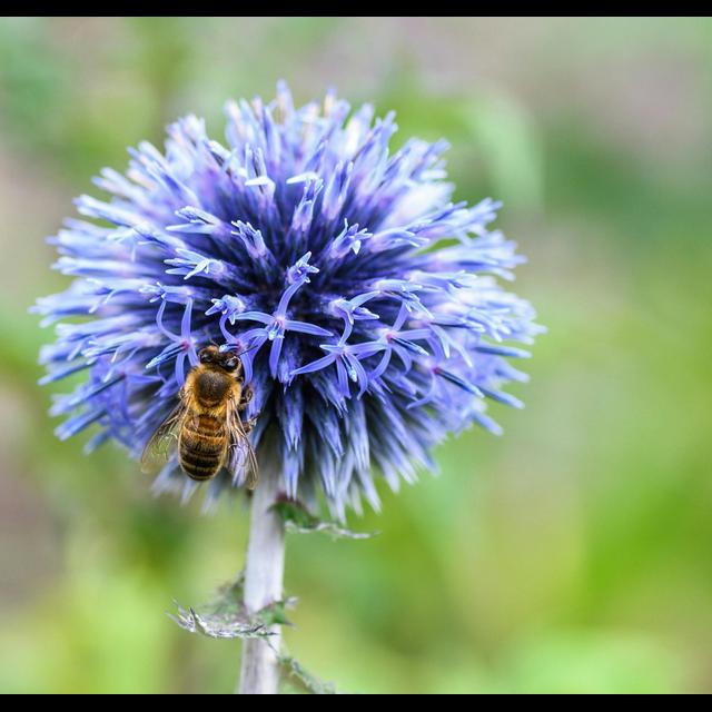Bees Have a Goldilocks Lawn Mow Schedule - podcast episode cover