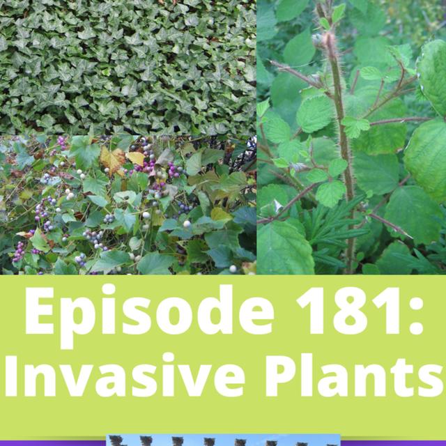 Invasive Plants - podcast episode cover