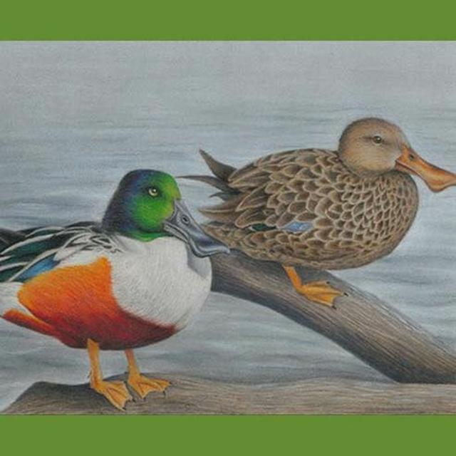 TW 289 - Junior Duck Stamp - podcast episode cover