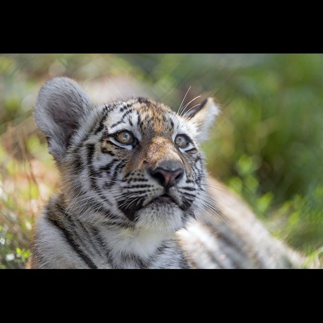 Episode 151: Tiger King Discussion w/Corbin Maxey - podcast episode cover