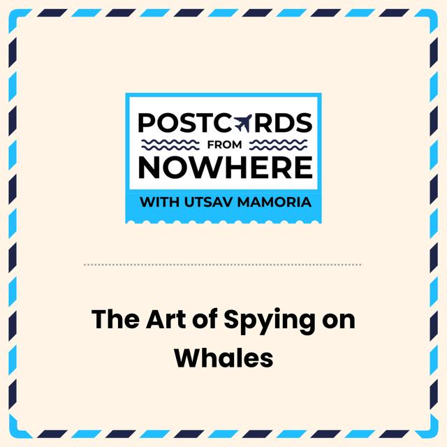 The Art of Spying on Whales - podcast episode cover