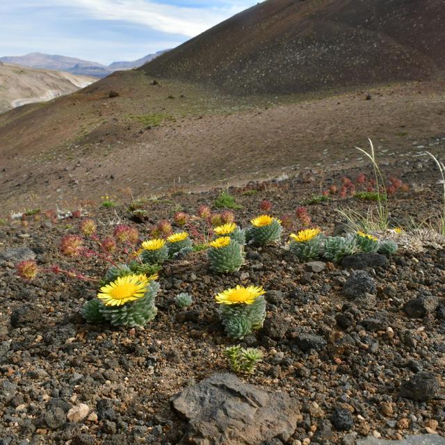 Chilean Flora w/ Botanist Nico Lavandero - podcast episode cover
