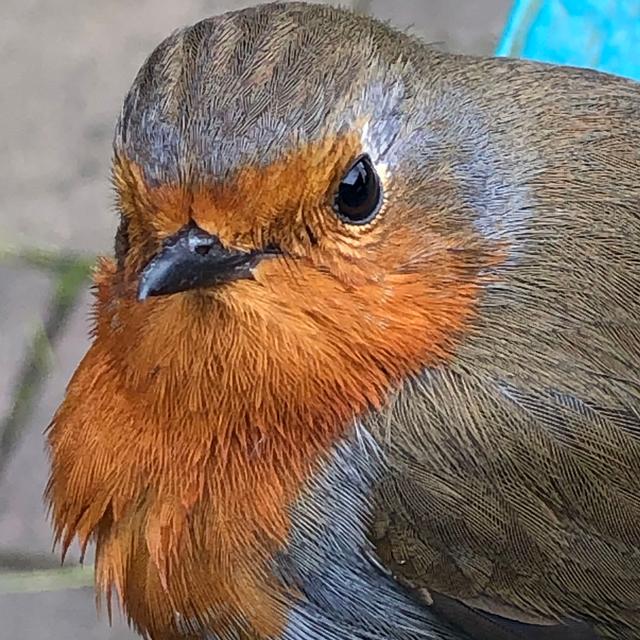 Christmas 2020: An ode to the robin - podcast episode cover