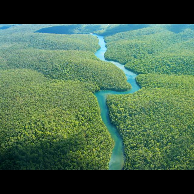 Plants Dominate the Planet's Biomass - podcast episode cover