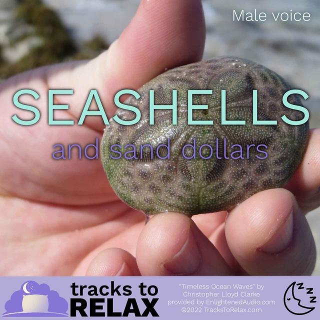 Seashells and Sand Dollars - Beachy Sleep Meditation - podcast episode cover