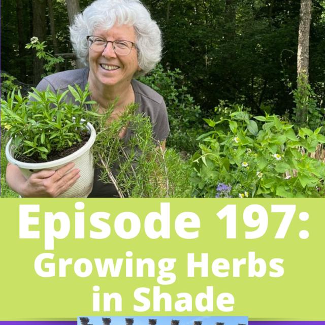 Growing Herbs in Shade - podcast episode cover