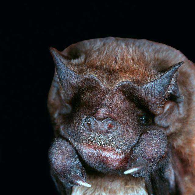 Bat Says Hi as It Hunts - podcast episode cover