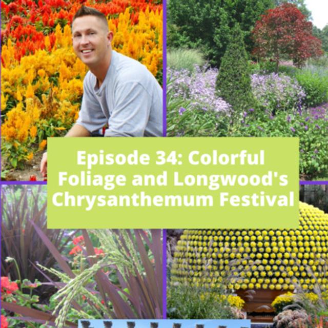 Colorful Foliage and Longwood's Chrysanthemum Festival - podcast episode cover