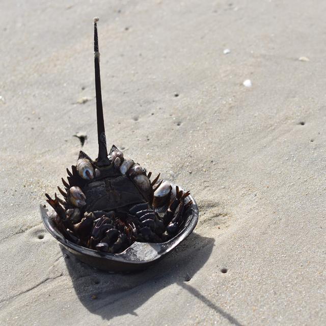 The Secrecy Of The Horseshoe Crab Blood Harvest - podcast episode cover