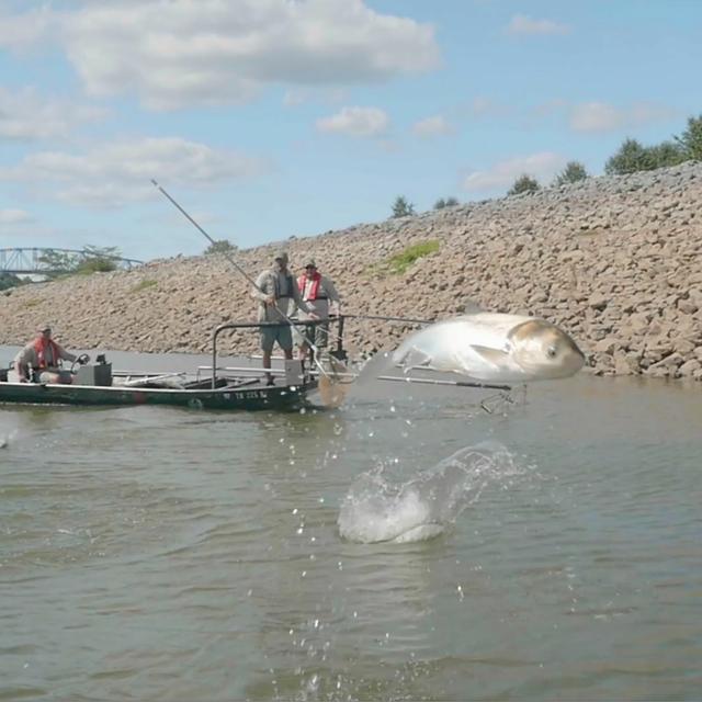 TW 301 - Fighting Invasive Carp - podcast episode cover