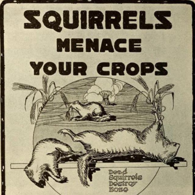 386 - The War on Squirrels - podcast episode cover