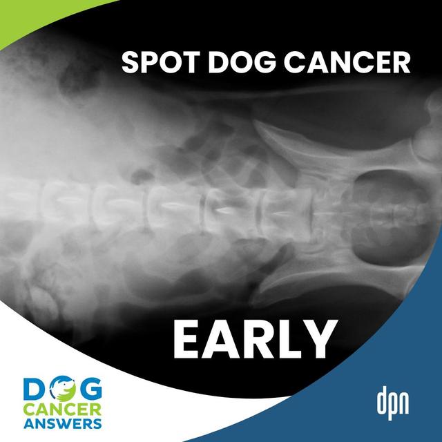 How to Spot Cancer in Dogs Before It’s Too Late | Brooke Britton, DVM, DACVIM (Oncology) #262 - podcast episode cover