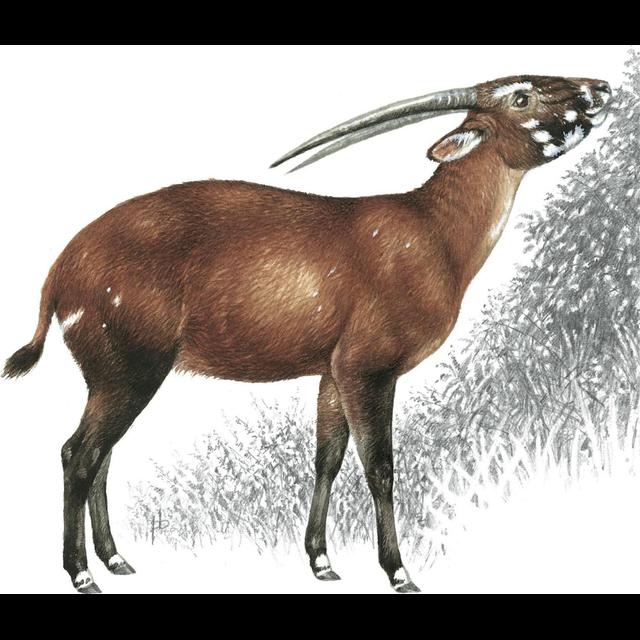 Episode 51: The Asian Unicorn, the Saola - podcast episode cover