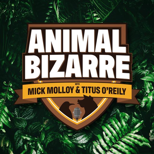 Crocodile Selfies Gone Wrong - Animal Bizarre - podcast episode cover