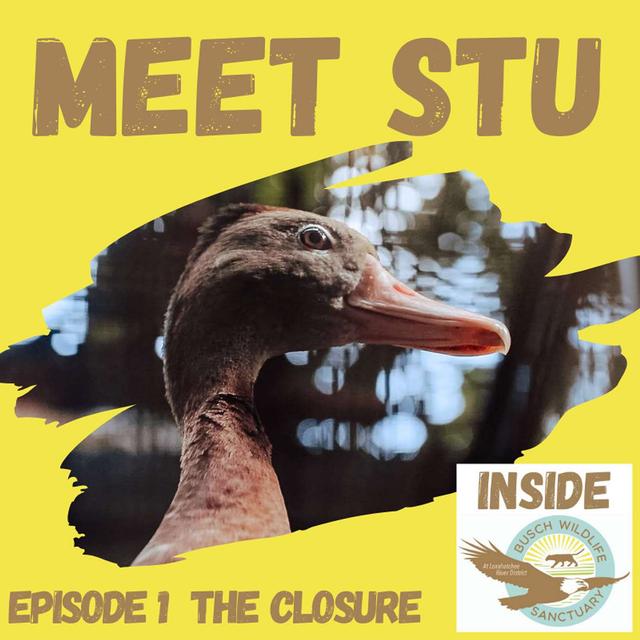 Episode 1: The Closure - podcast episode cover