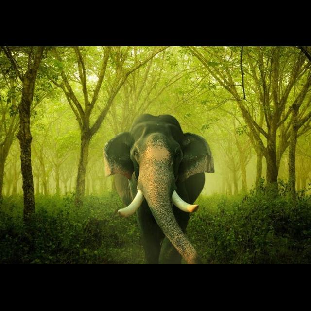 Episode 300: A Colossal Episode on Asian Elephants - podcast episode cover