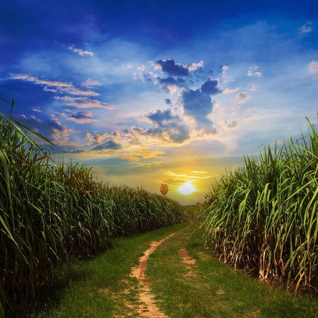 Rabobank’s Commodities Outlook for 2020 – What Does it Mean for Food Companies? - podcast episode cover