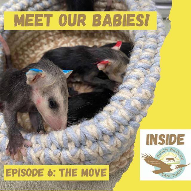 Episode 6: The Move - podcast episode cover