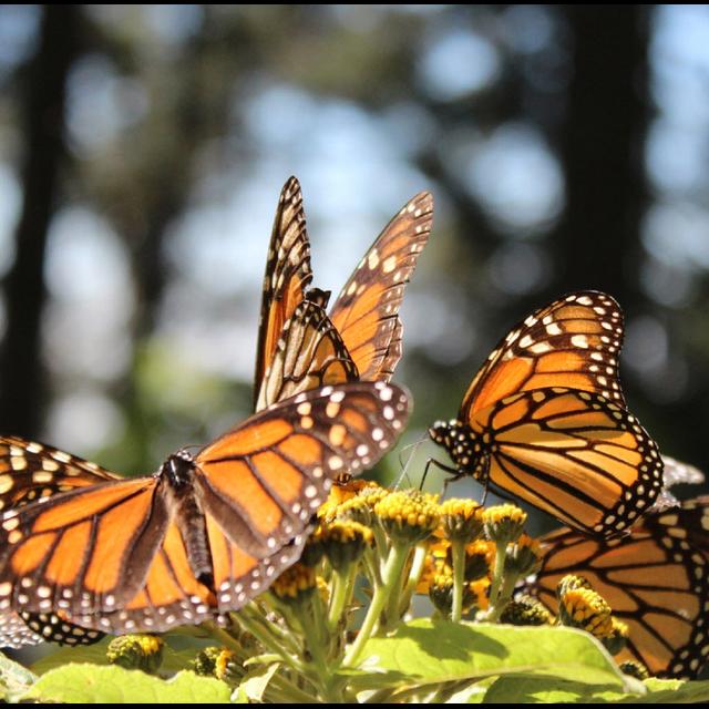 Planes, Trains & Automobiles... Also Choppers & Butterflies - podcast episode cover