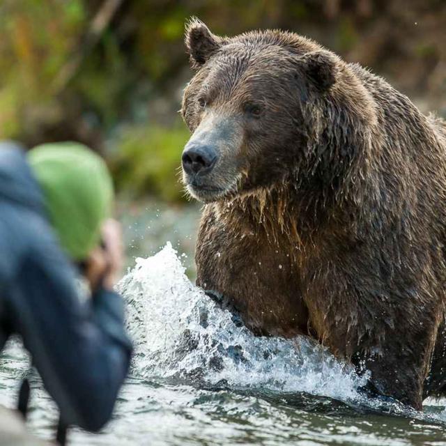 WW321: Ein Leben mit Bären – unterwegs in Alaska mit David Bittner - podcast episode cover