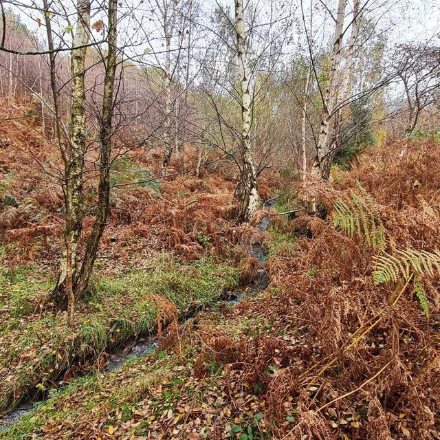 262 Night stream at West Quantoxhead (sheep sleep safe) - podcast episode cover