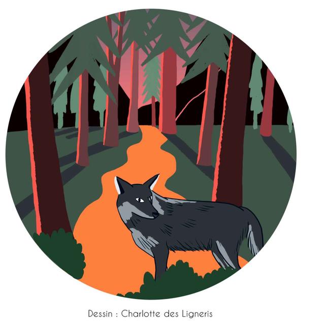 Cher loup - podcast episode cover