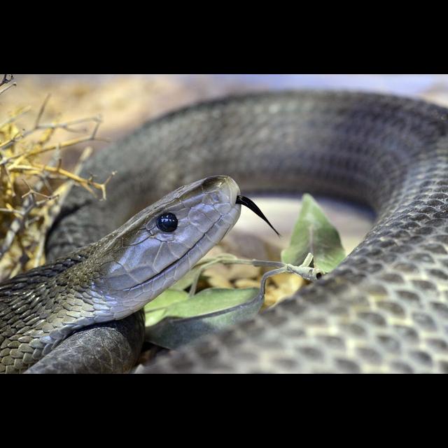 Episode 223: The Shy but Deadly Black Mamba - podcast episode cover