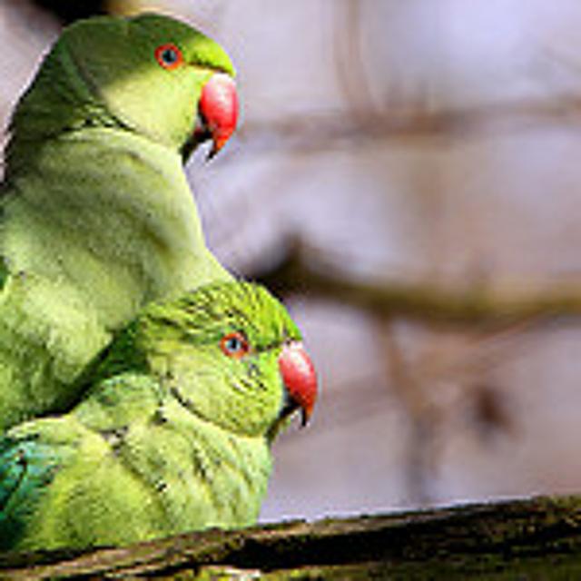 40: London Parakeets - podcast episode cover