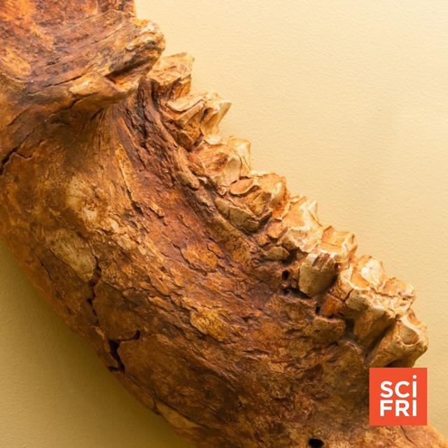 Ancient Bone Proteins May Offer Insight On Megafauna Extinction - podcast episode cover