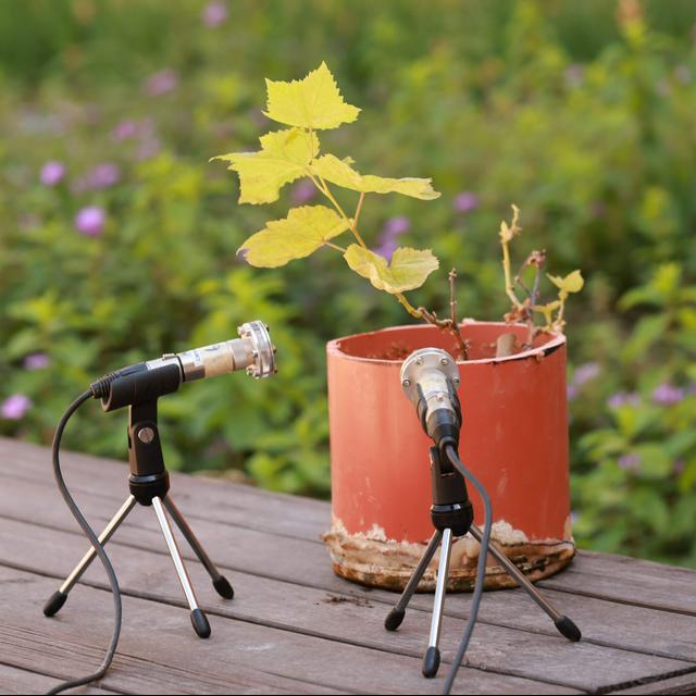 News Round Up: Mammoth Meatballs, Stressed Plants And Apologetic Robots - podcast episode cover