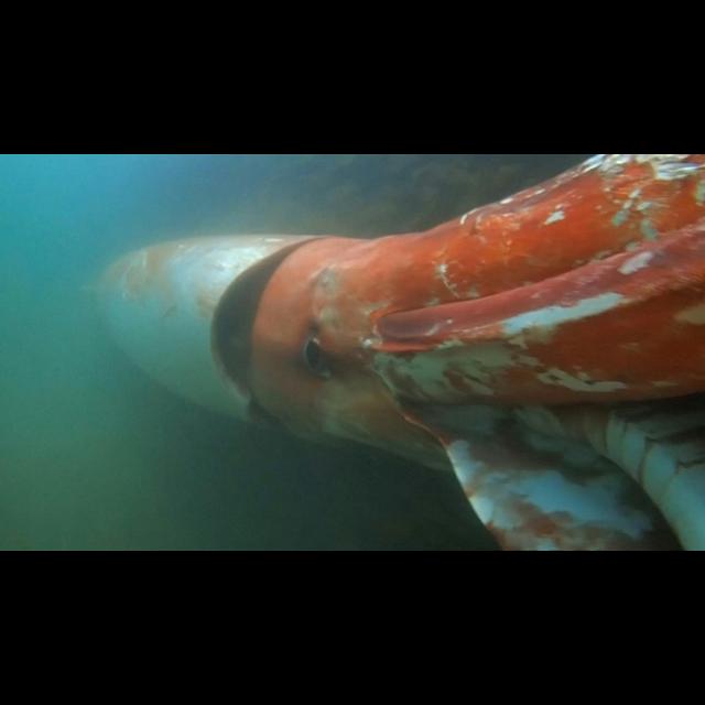 Episode 346: A Colossal and Giant Squid Podcast - podcast episode cover