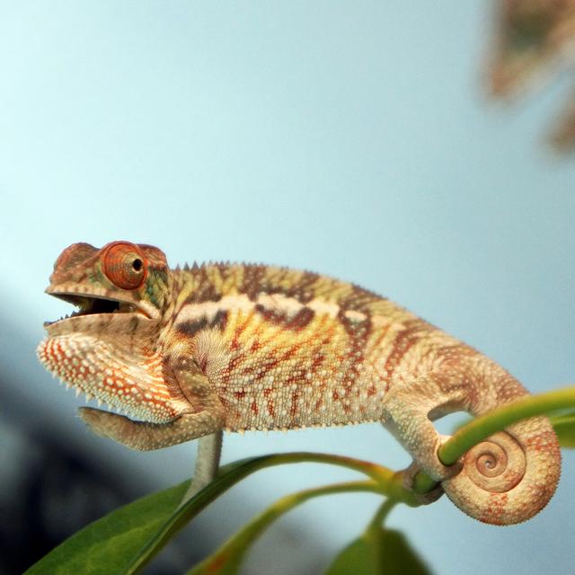 Ep 6: Chameleons and Stress - podcast episode cover
