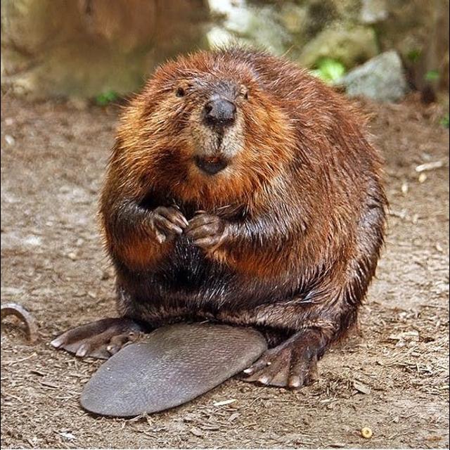 Episode 161: Beavers are Busy - podcast episode cover