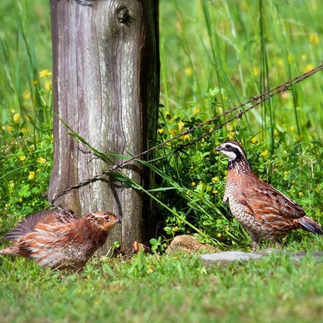 TW 224 - Quail Management Plan Update - podcast episode cover