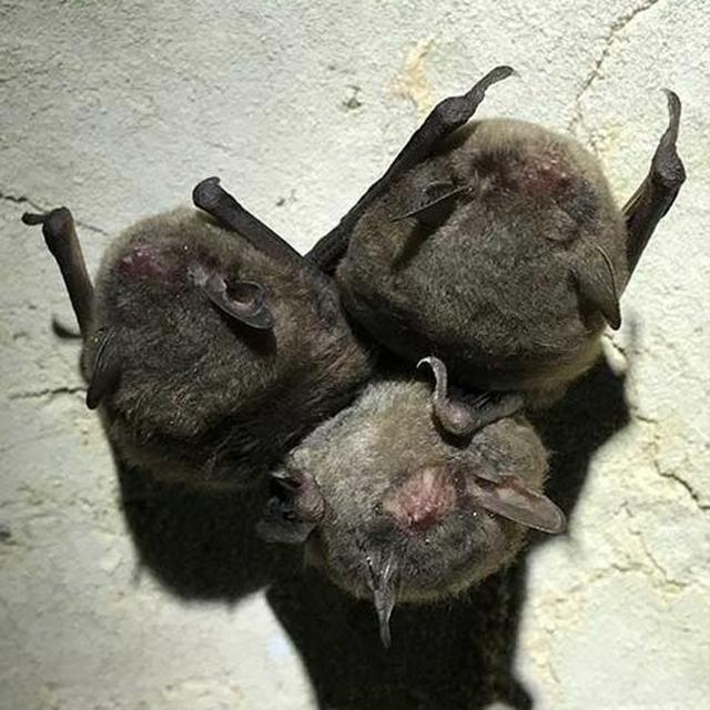 TW 288 - Bats And Biodiversity - podcast episode cover