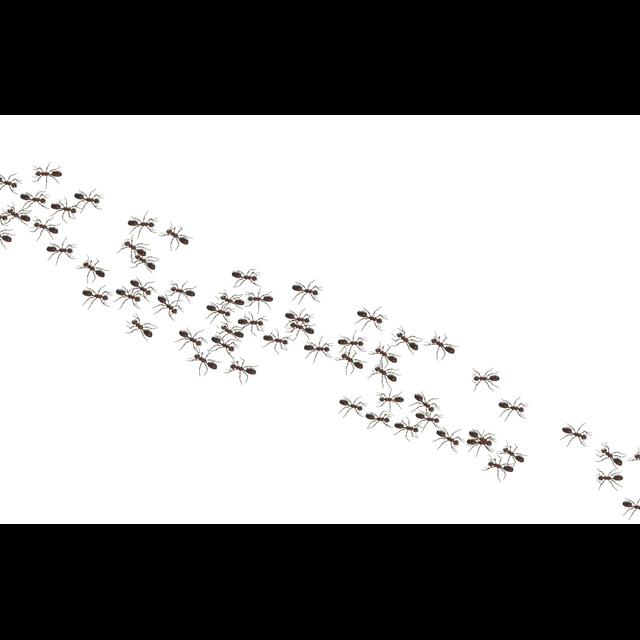 Ant Colonies Avoid Traffic Jams - podcast episode cover