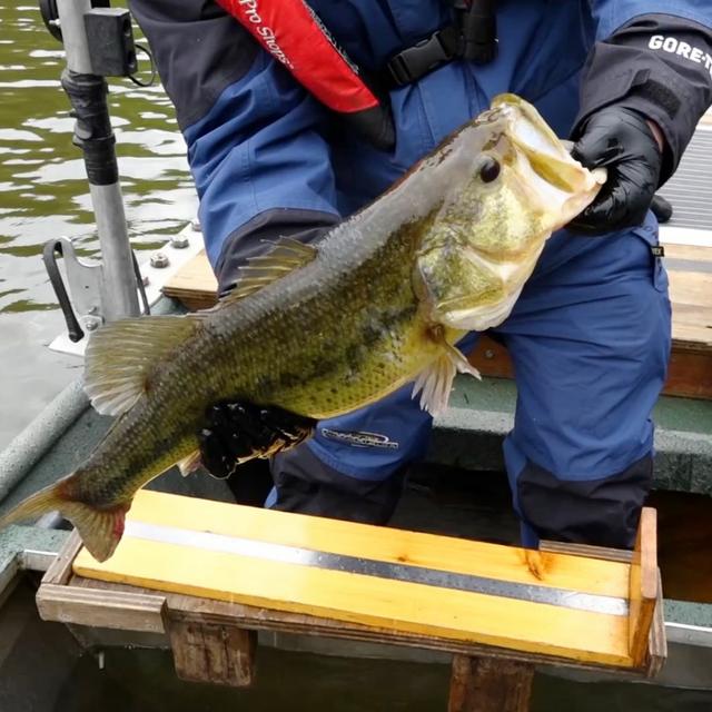 TW 380 - Focused on Tennessee’s Fishing Future - podcast episode cover