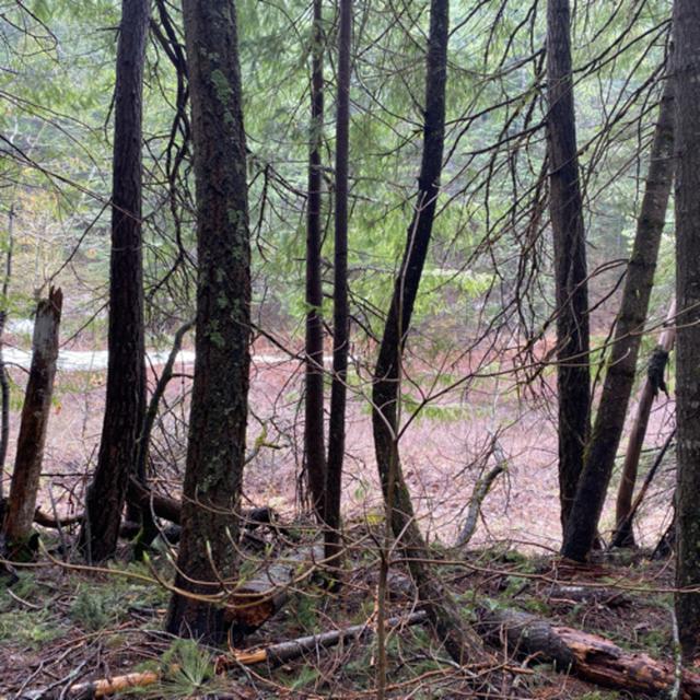 135: Tree Ears- Rainy Morning Near A Hidden Seasonal Lake - podcast episode cover