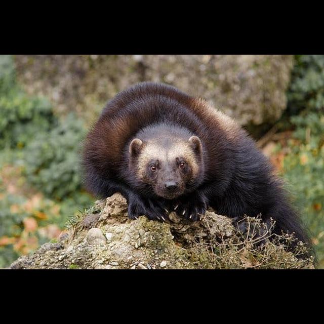 Episode 202: Wowed by Wolverines - podcast episode cover