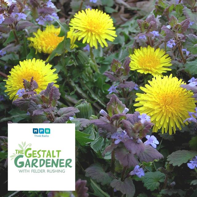 The Gestalt Gardener | Edible Petals - podcast episode cover