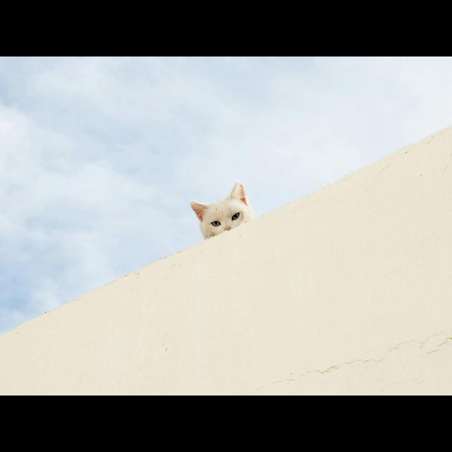 Cats Recognize Their Names&mdash;but May Not Respond - podcast episode cover