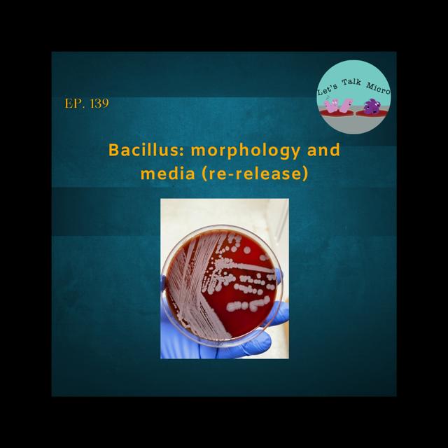 139: Bacillus: morphology and media - podcast episode cover