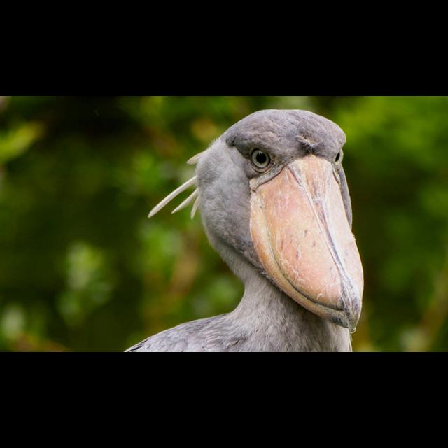 Episode 206: Shocked by Shoebills - podcast episode cover