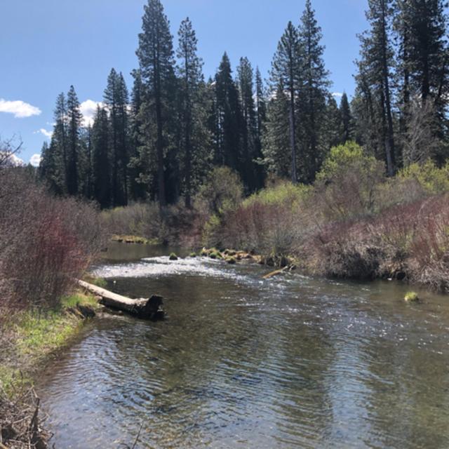 Episode 74: Spring Morning Birdsong Beside the McCloud River - podcast episode cover