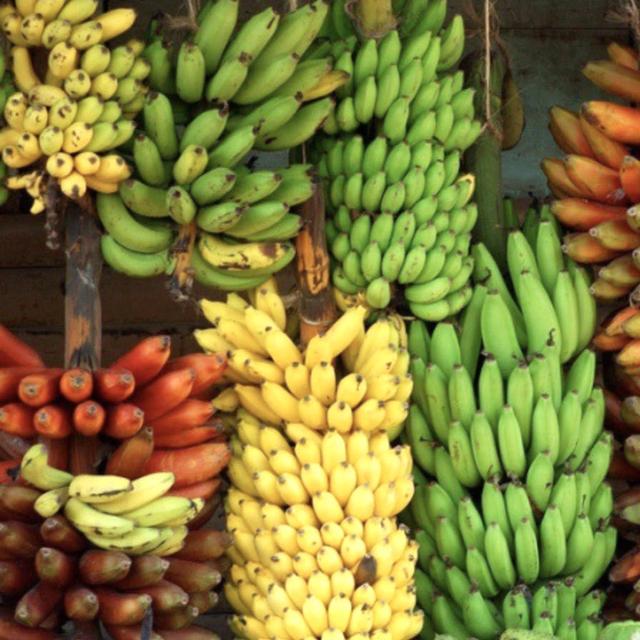 Bananageddon! Say Goodbye to *the* Banana, and Hello to the Weird and Wonderful World of Bananas, Plural - podcast episode cover