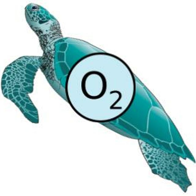 E2 - Turtles & Oxygen - podcast episode cover
