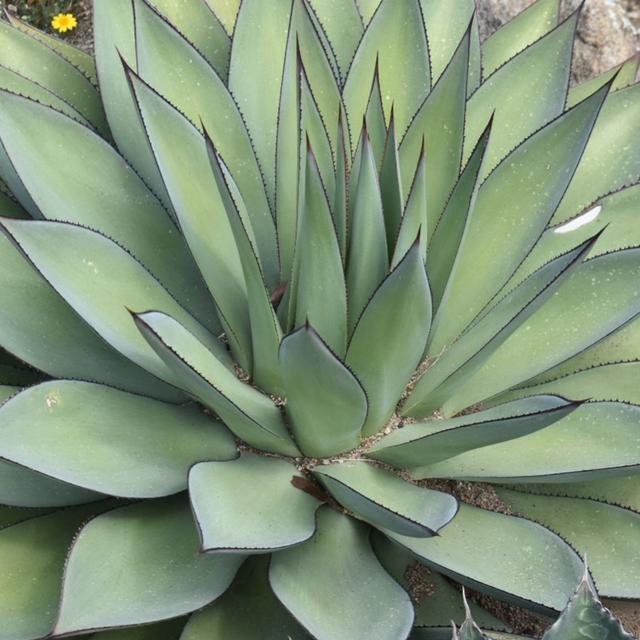 Hidden Agave - A Conversation with Jeremy Spath - podcast episode cover
